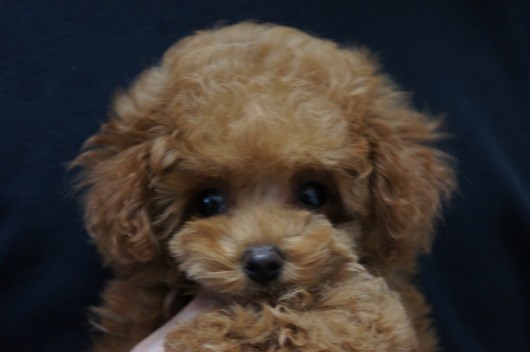 SONY DSC